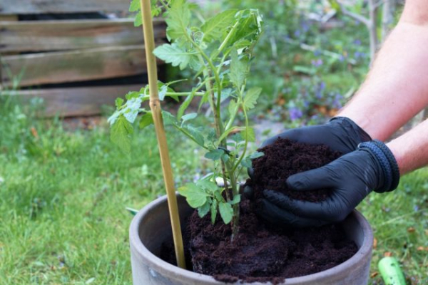 Выращиваем помидоры в вёдрах согласно методу Ригина: ранние всходы и защита от заморозков